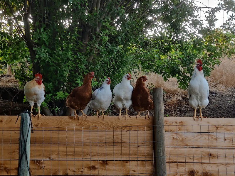 Tietjen Farm 2