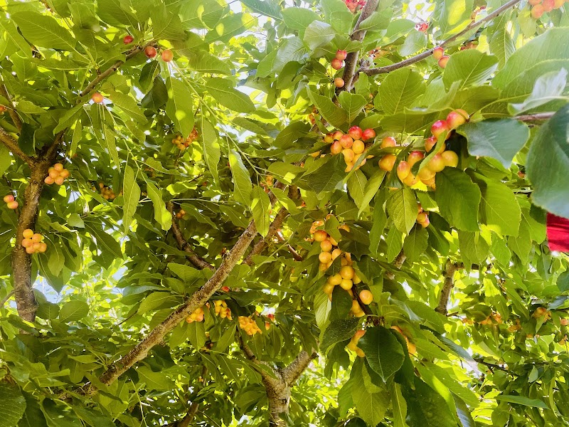 TNT family Peach farm 4