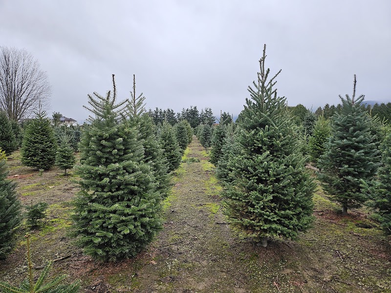 Tree Farm