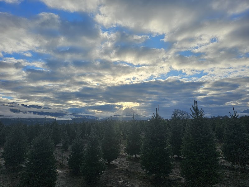 Tree Farm 5
