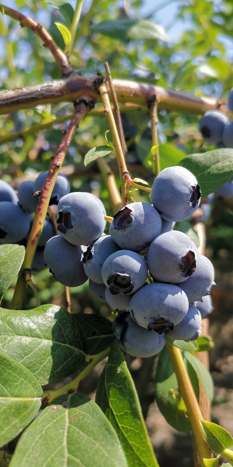 Twin Berry - NRK Sahota Blueberry Farms Ltd 5