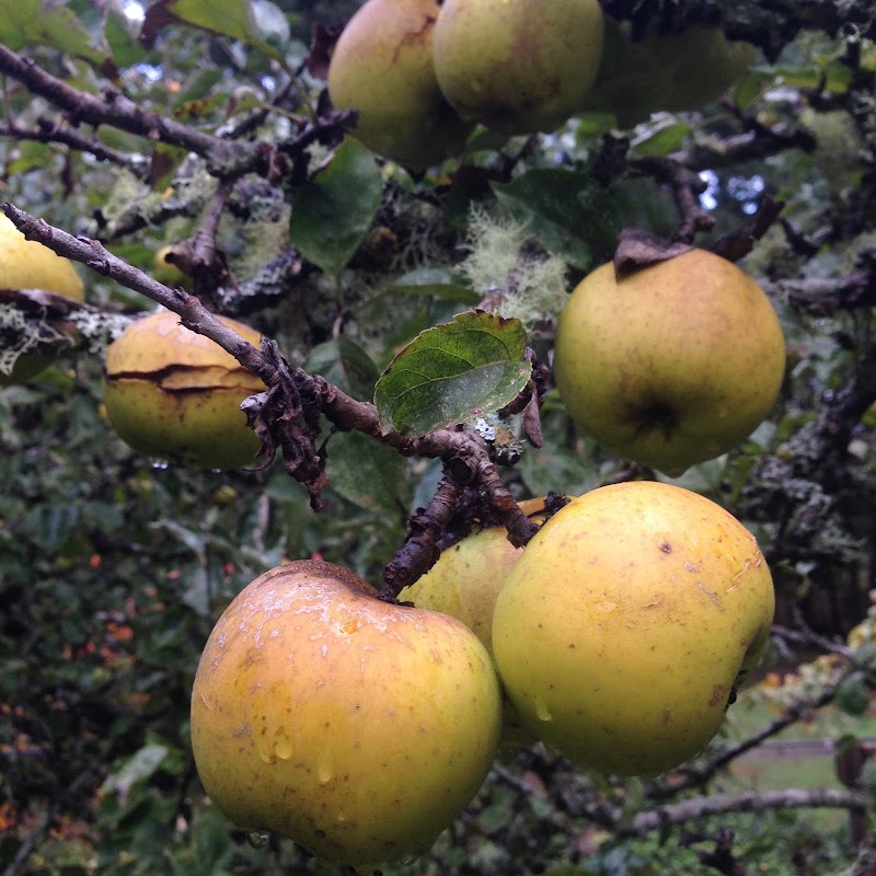 Twin Island Cider