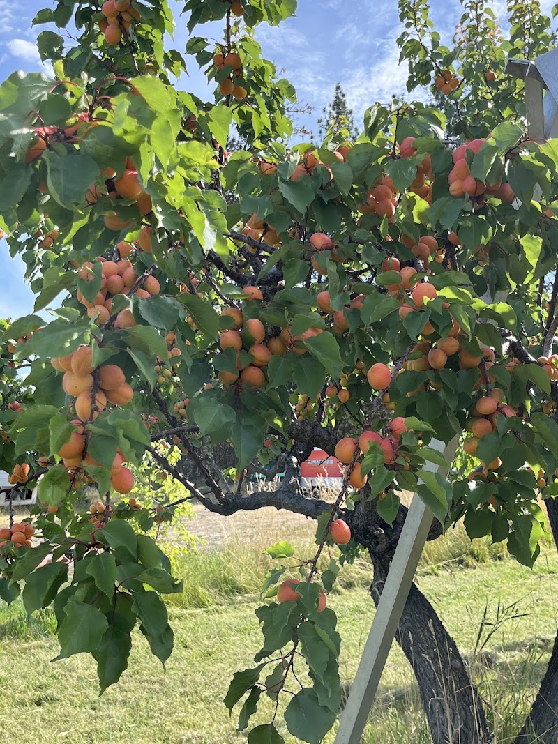 Twin Oaks Organic Orchard