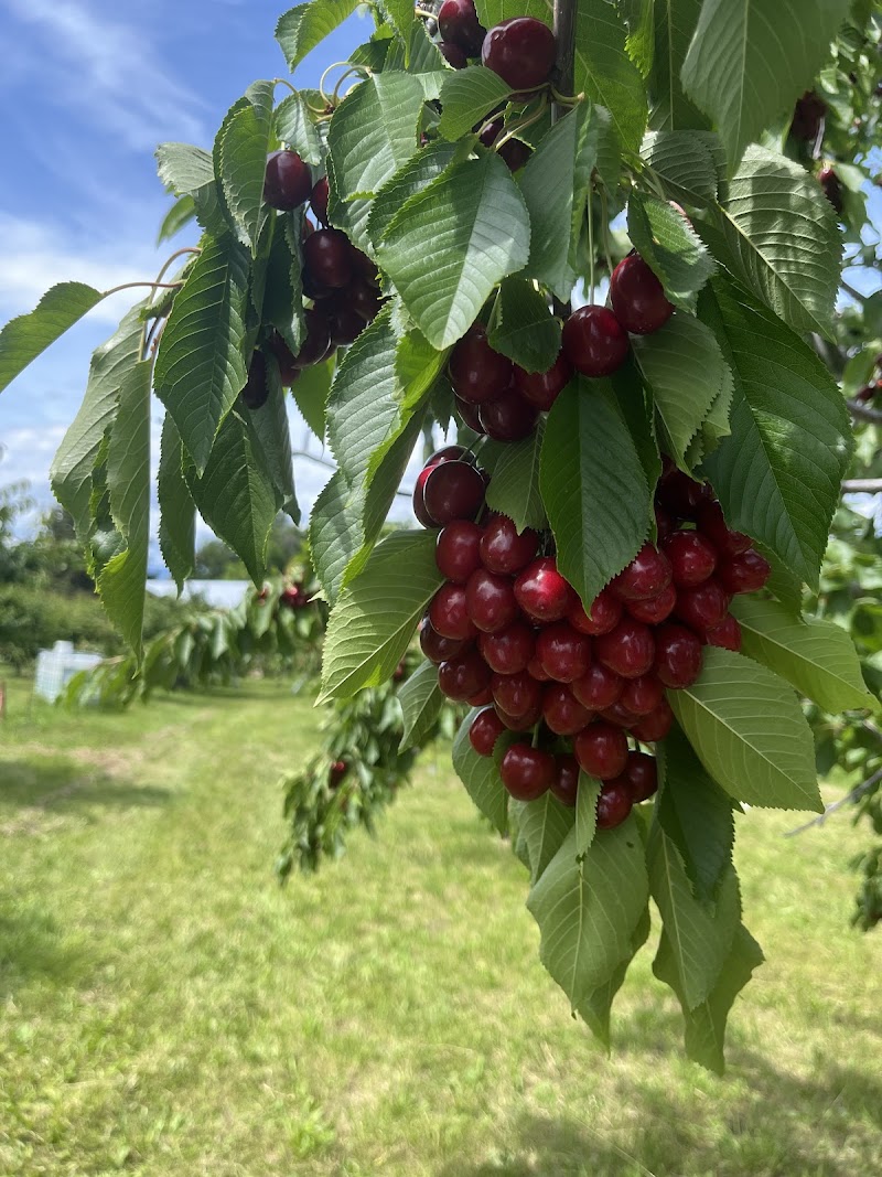 Twin Oaks Organic Orchard 2