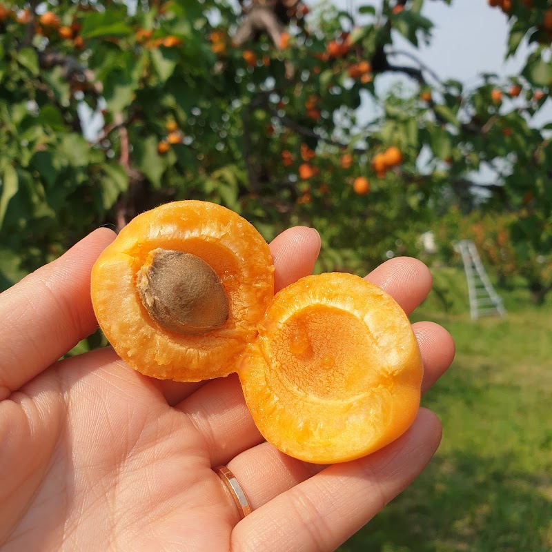 Twin Oaks Organic Orchard 4