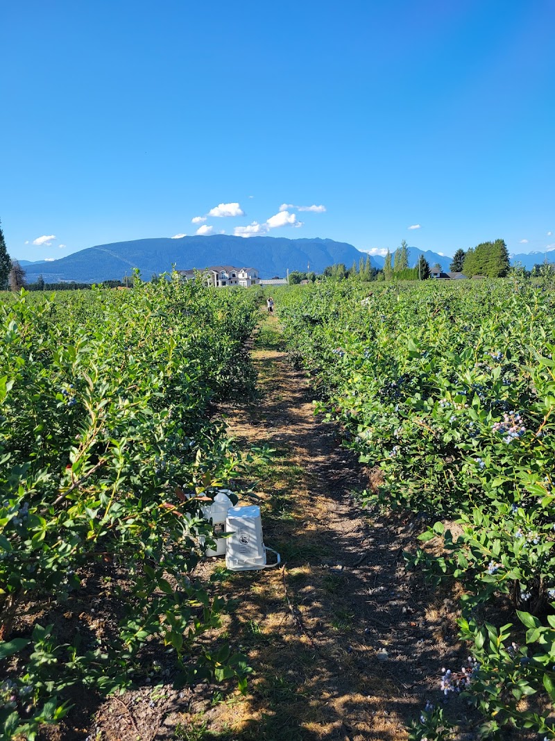 U-Pick Blueberries 3