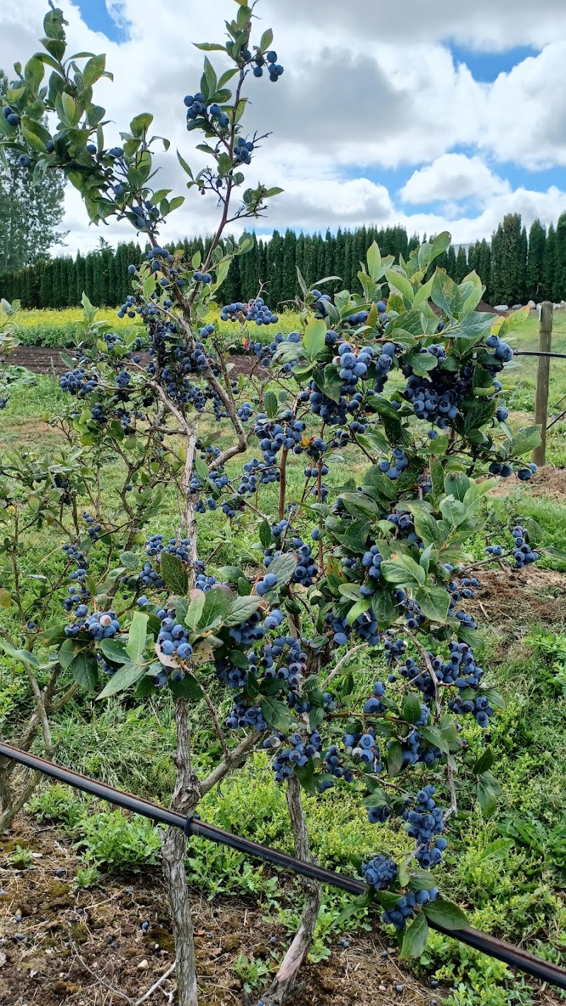 U-Pick Blueberry Farm