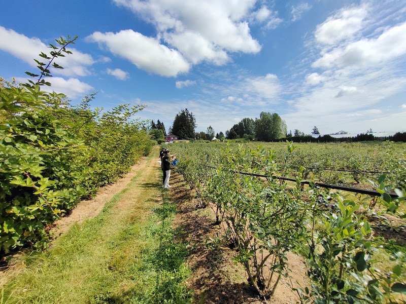 U-Pick Blueberry Farm 2