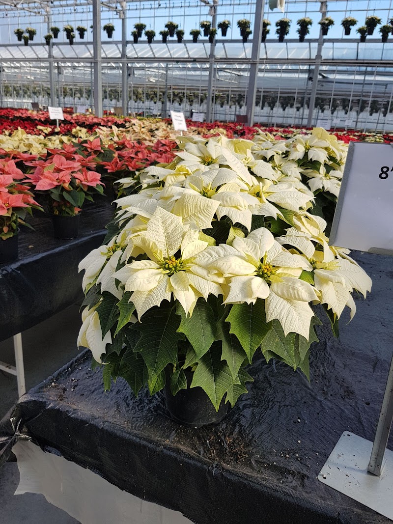 Vaandrager Nurseries 2
