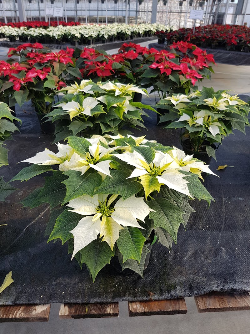 Vaandrager Nurseries 4
