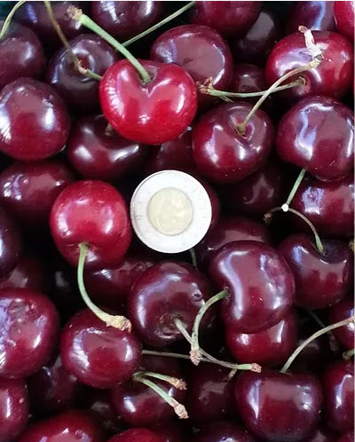 Van Kalkeren Fruit 4