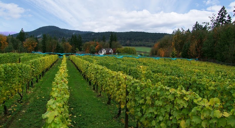 Venturi Schulze Vineyards