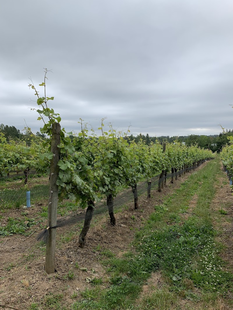 Vine and Hops Wine and Craft Beer Tours 3