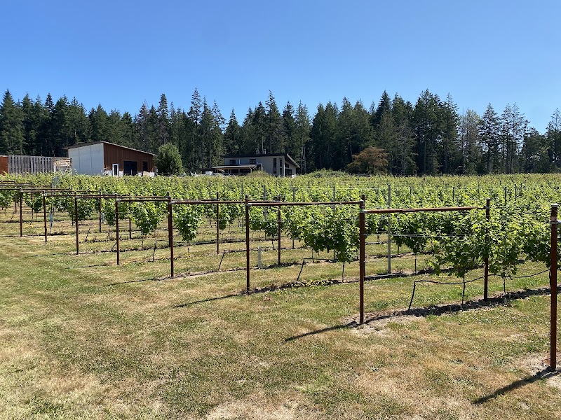 Vivezza Vineyard 2