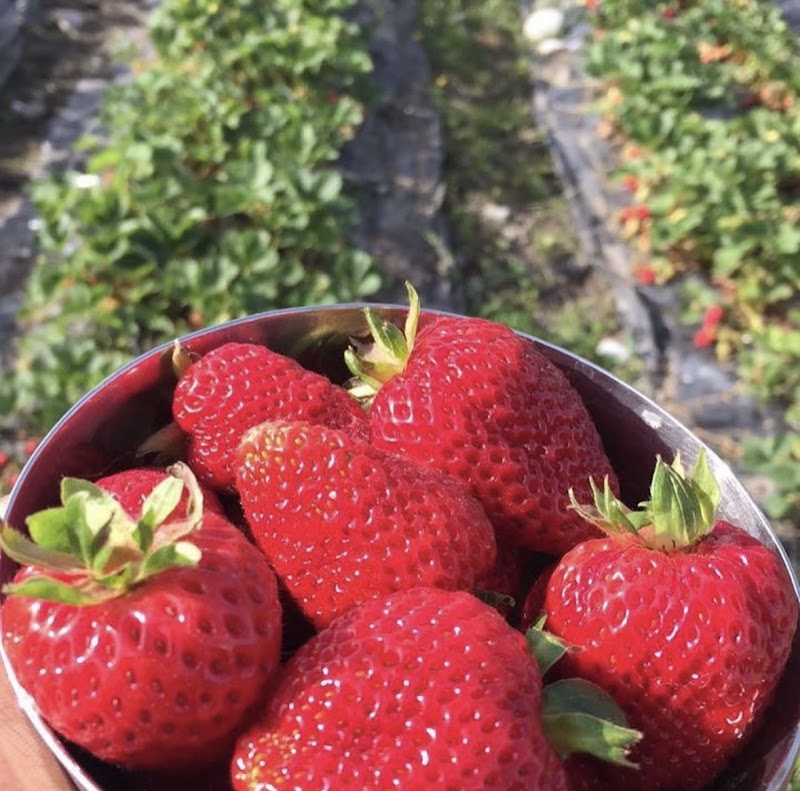 VK Fruit Farm
