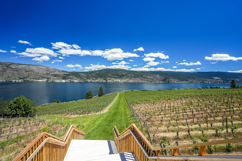 Vows & Vines Vineyard 2