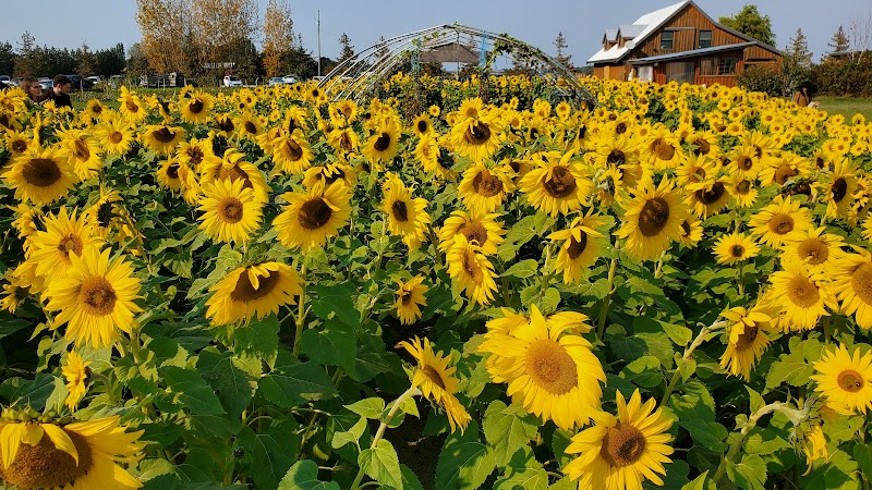 Westham Island Herb Farm 4