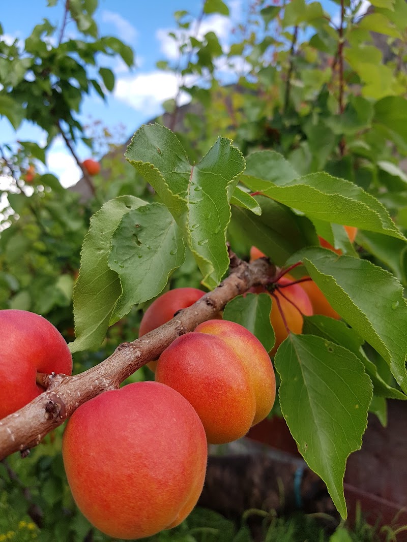 Wild at Heart Organic Orchard (Blush Lane) 3