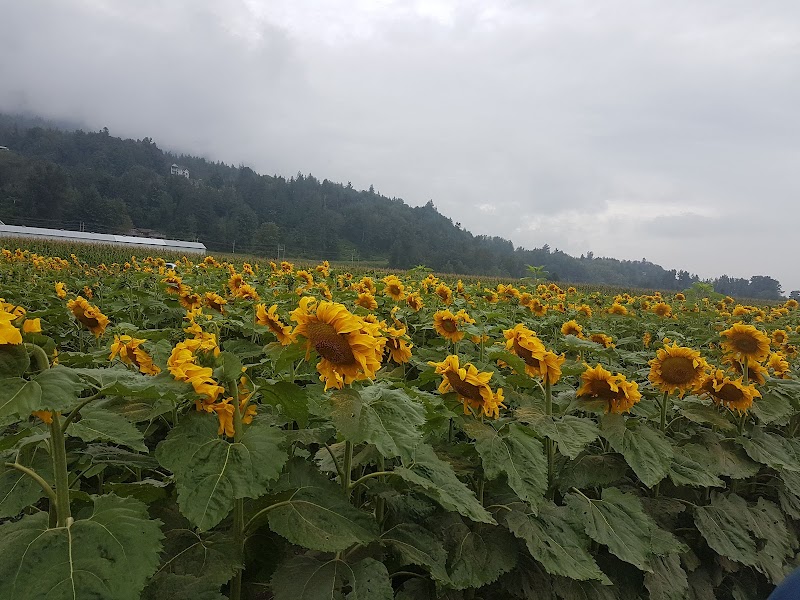 Yarrow Ecovillage 2
