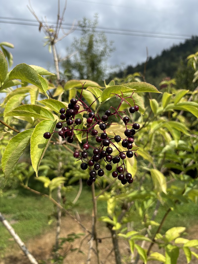 Yarrow Elderberry Farm 2