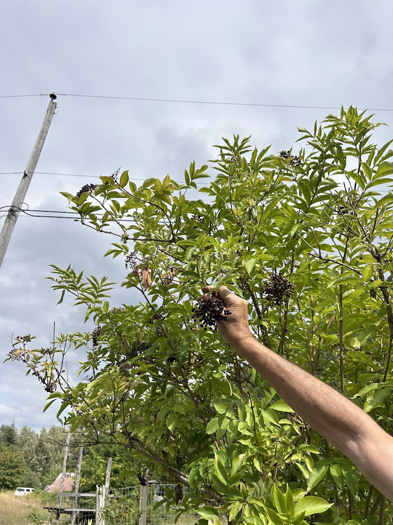 Yarrow Elderberry Farm 3