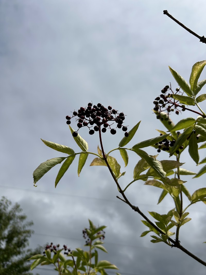 Yarrow Elderberry Farm 4