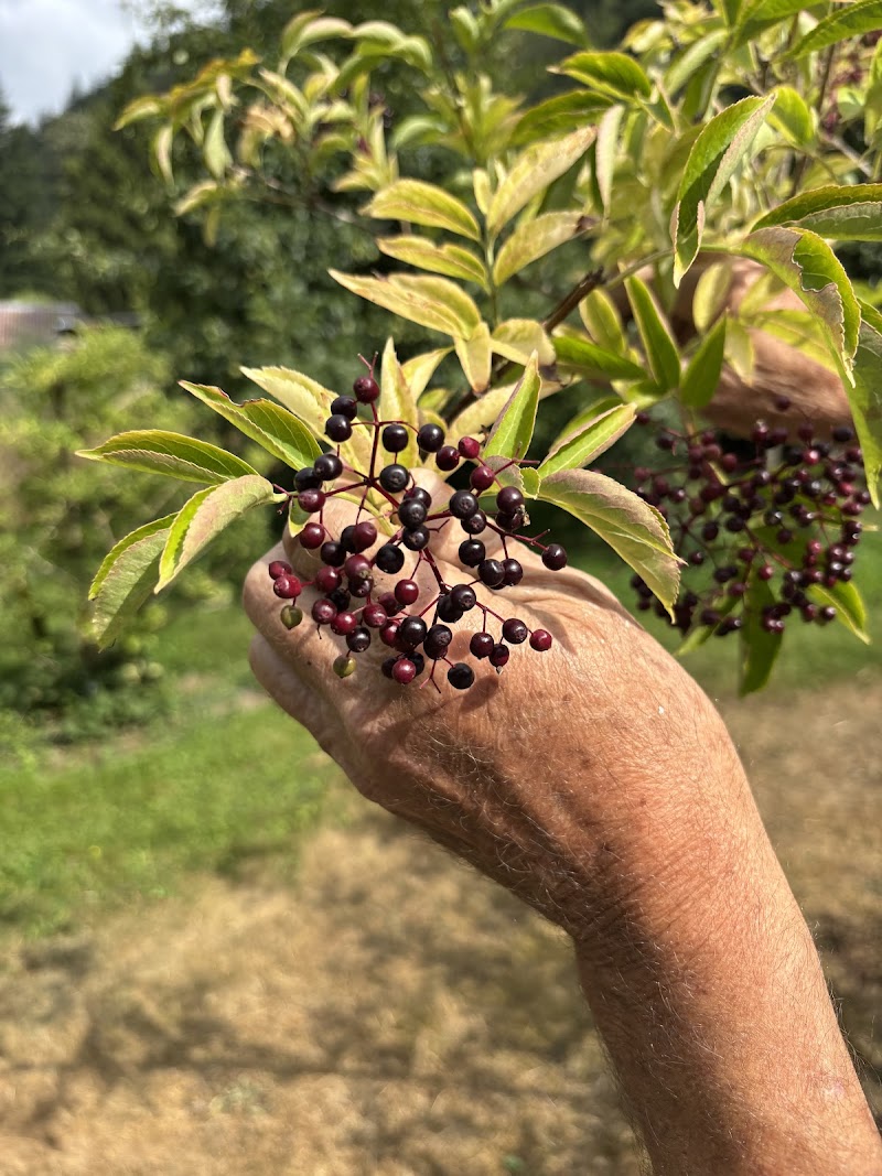 Yarrow Elderberry Farm 5