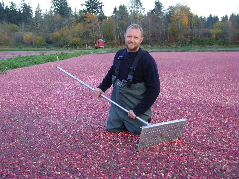 Yellow Point Cranberries