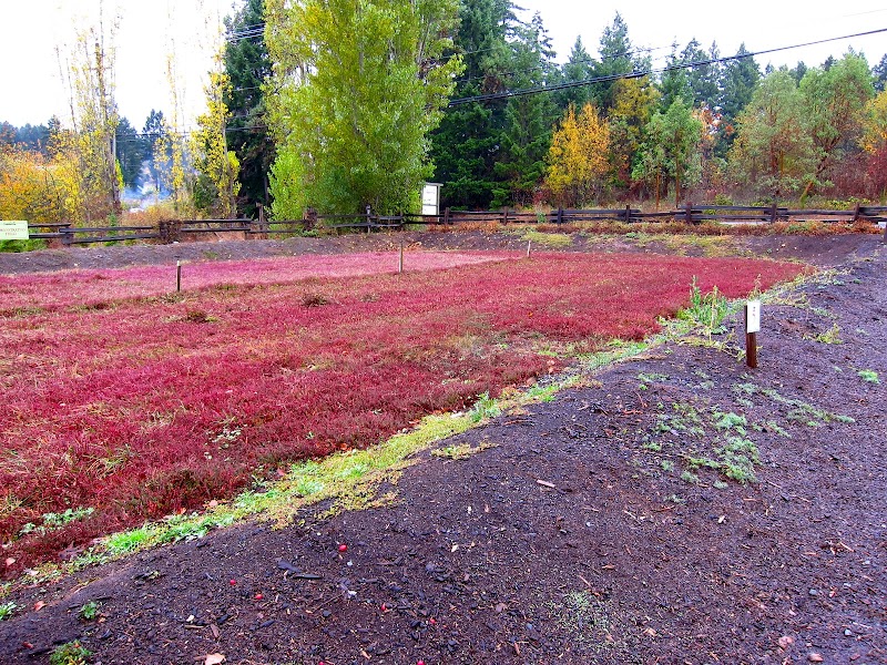Yellow Point Cranberries 2