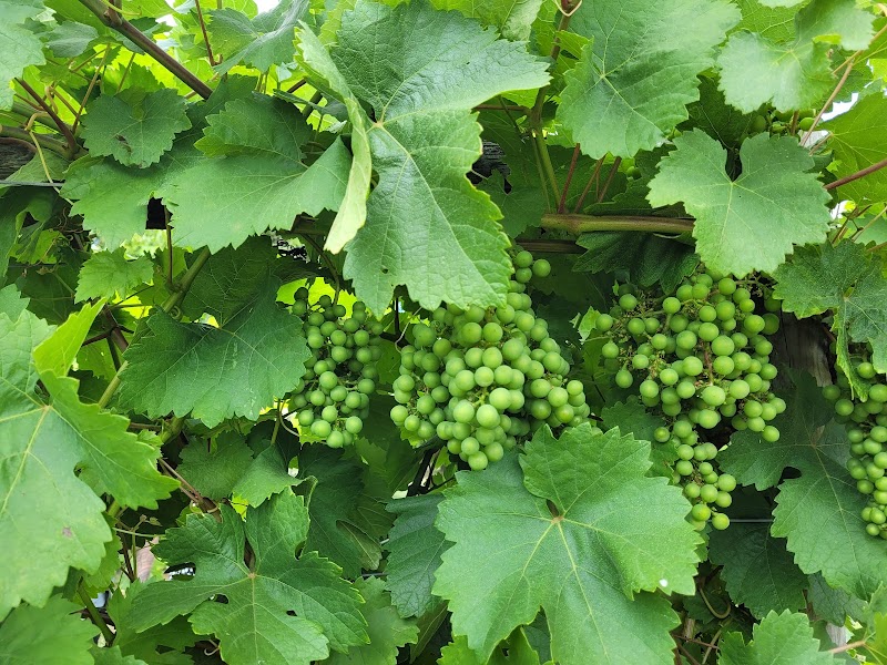 Zanatta Estate Winery 5