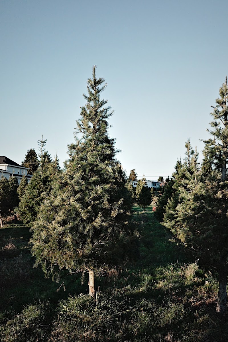 Z&Z Christmas Trees