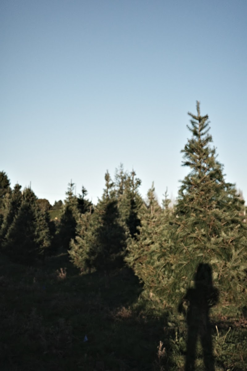 Z&Z Christmas Trees 5